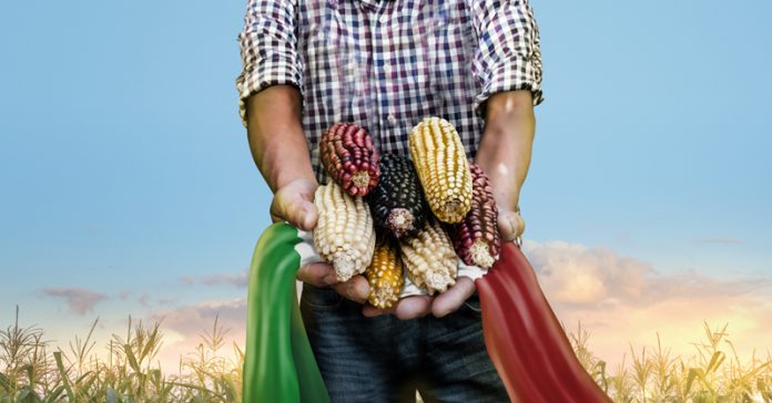 maiz-mexico-defensa-reforma