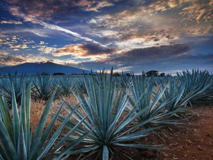 Impulsando la Industria del Agave Azul