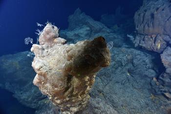 image350x235cropped (1)